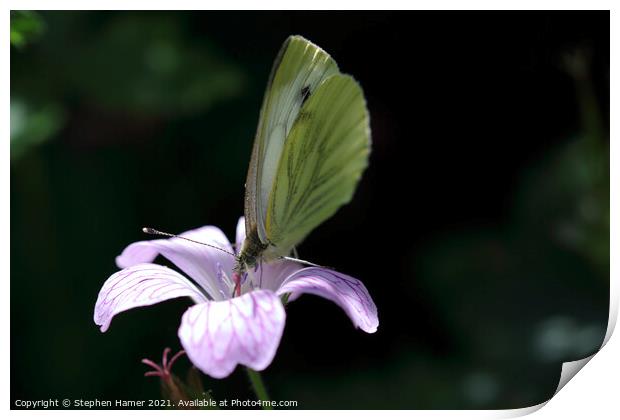 Green--Veined White Butterfly Print by Stephen Hamer