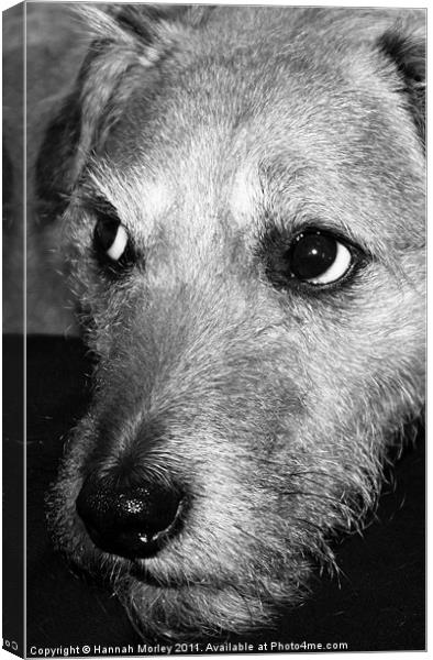 Patterdale Terrier Canvas Print by Hannah Morley