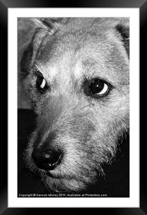 Patterdale Terrier Framed Mounted Print by Hannah Morley