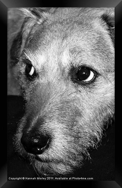 Patterdale Terrier Framed Print by Hannah Morley