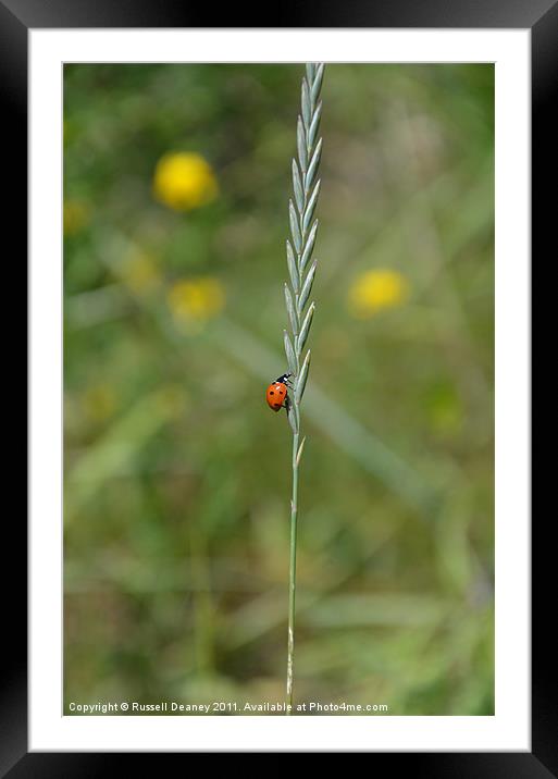 Ladybird Framed Mounted Print by Russell Deaney