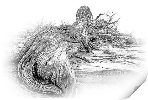 Dry rotten trees in the desert of Utah Print by Erik Lattwein