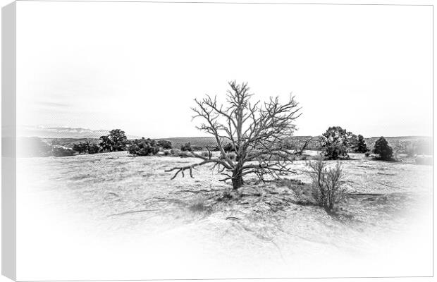 Amazing landscape and vegetation in the desert of Utah Canvas Print by Erik Lattwein