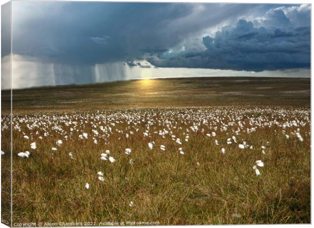 Moorland Cotton Grass Canvas Print by Alison Chambers