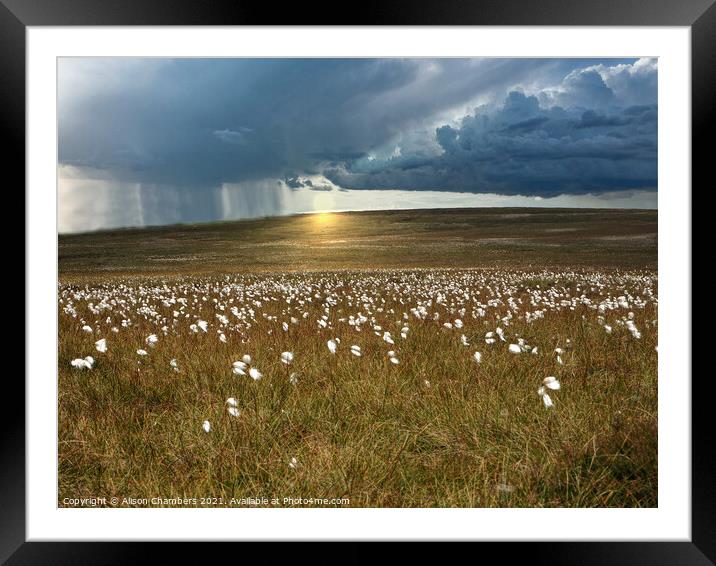 Moorland Cotton Grass Framed Mounted Print by Alison Chambers
