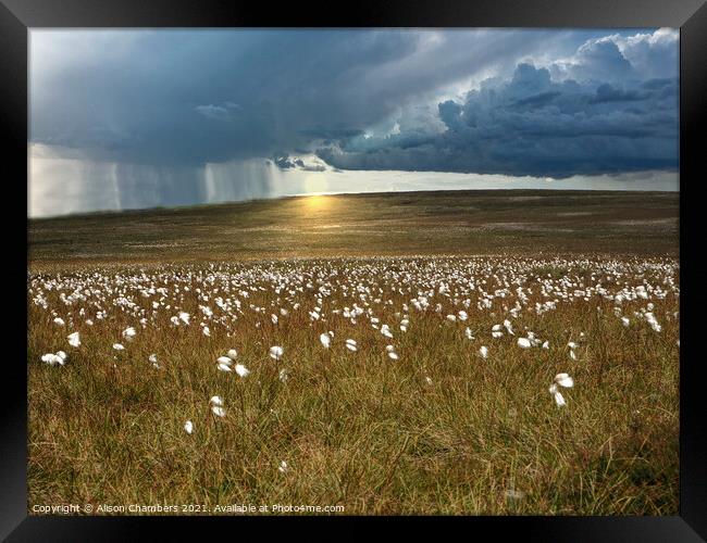 Moorland Cotton Grass Framed Print by Alison Chambers