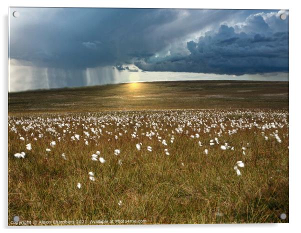Moorland Cotton Grass Acrylic by Alison Chambers