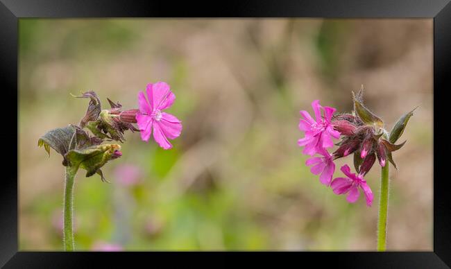 Campion twins. Framed Print by Bill Allsopp