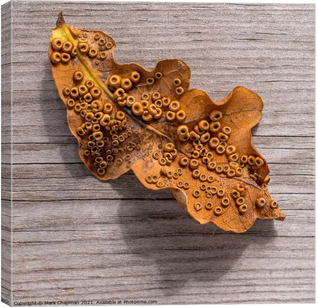 Single Oak Leaf with Silk Spangle Galls Canvas Print by Photimageon UK