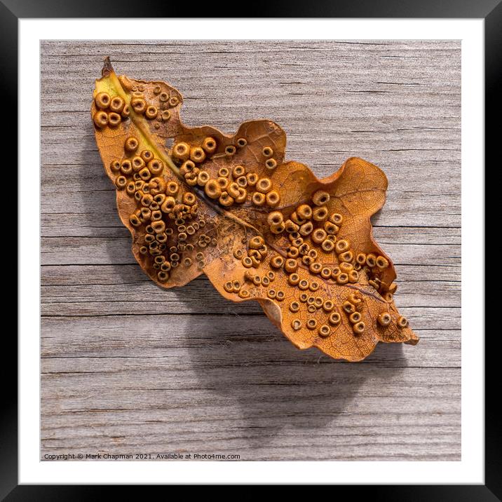 Single Oak Leaf with Silk Spangle Galls Framed Mounted Print by Photimageon UK