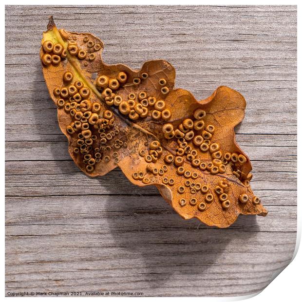 Single Oak Leaf with Silk Spangle Galls Print by Photimageon UK