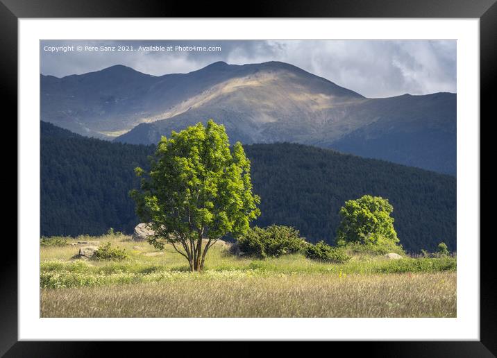 Sunlit Trees with Pyrenees Mountains on the Background Framed Mounted Print by Pere Sanz
