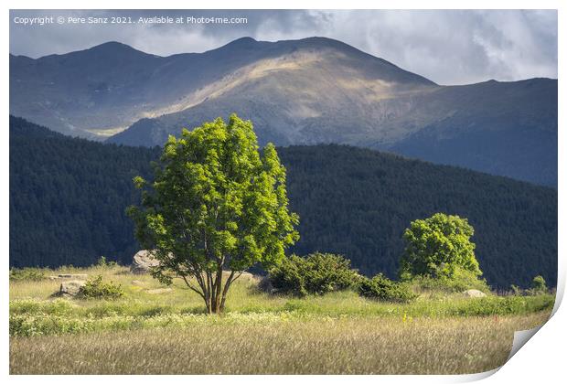 Sunlit Trees with Pyrenees Mountains on the Background Print by Pere Sanz