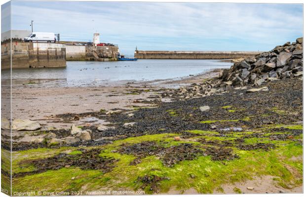  Seahouses Harbour at Low Tide, Northumberland, England  Canvas Print by Dave Collins
