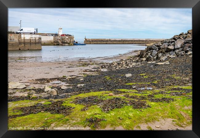  Seahouses Harbour at Low Tide, Northumberland, England  Framed Print by Dave Collins