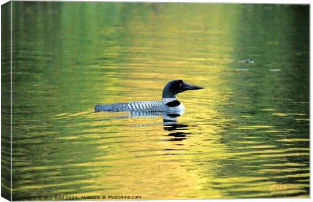 Serene Canadian Loon, Calm at Sunset Canvas Print by Buz Reid