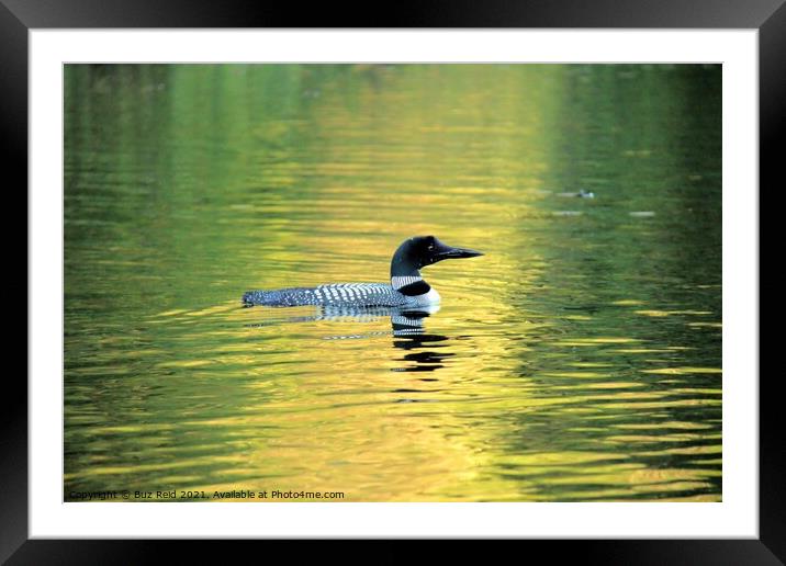 Serene Canadian Loon, Calm at Sunset Framed Mounted Print by Buz Reid