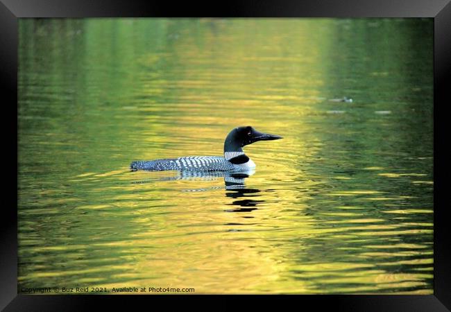 Serene Canadian Loon, Calm at Sunset Framed Print by Buz Reid