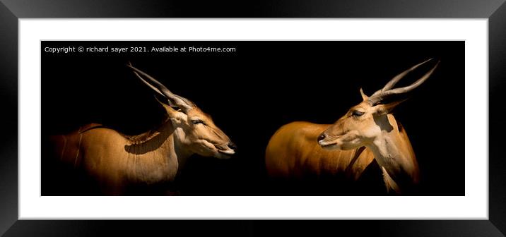 Majestic Pair of African Elands Framed Mounted Print by richard sayer