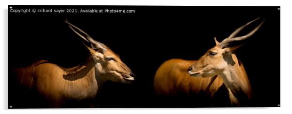 Majestic Pair of African Elands Acrylic by richard sayer