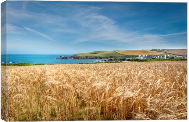 A field of golden wheat in Cornwall Canvas Print by Eddie John