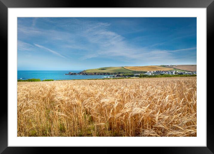 A field of golden wheat in Cornwall Framed Mounted Print by Eddie John