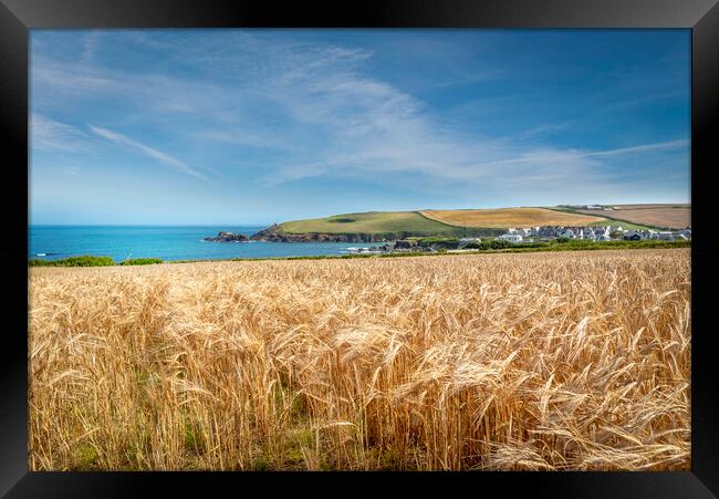 A field of golden wheat in Cornwall Framed Print by Eddie John