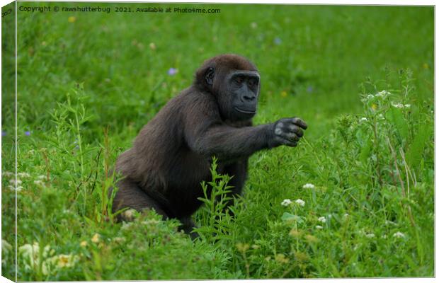 Gorilla Reaching Out Canvas Print by rawshutterbug 