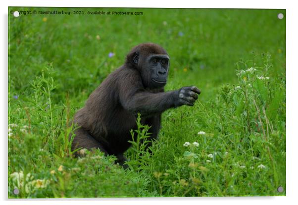 Gorilla Reaching Out Acrylic by rawshutterbug 