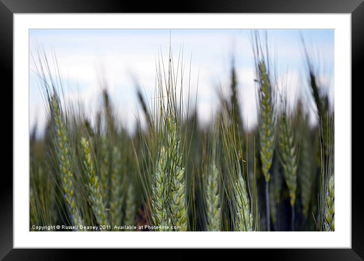 Wheat Fields Framed Mounted Print by Russell Deaney