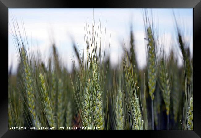 Wheat Fields Framed Print by Russell Deaney