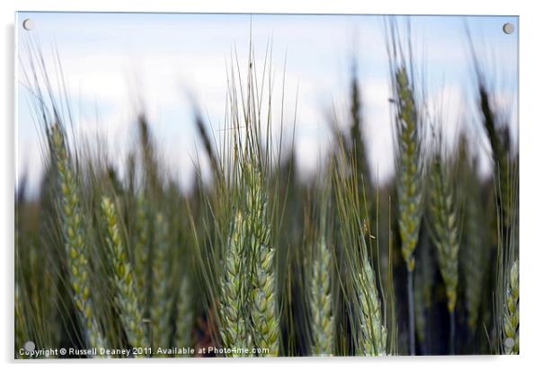 Wheat Fields Acrylic by Russell Deaney