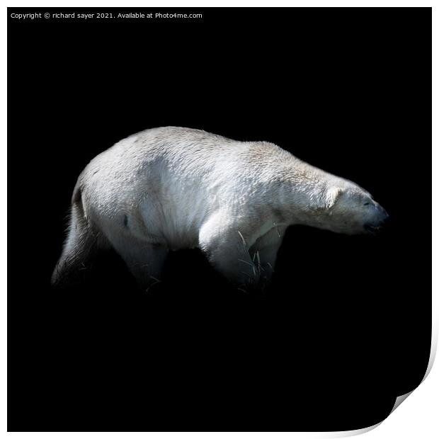 King of the Arctic Print by richard sayer