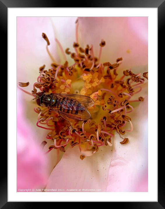 Syrphid Hoverfly pollenating a delicate pink rose Framed Mounted Print by Julie Tattersfield