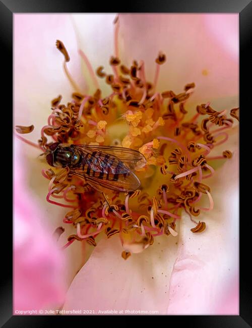Syrphid Hoverfly pollenating a delicate pink rose Framed Print by Julie Tattersfield