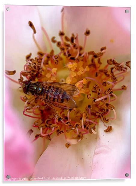 Syrphid Hoverfly pollenating a delicate pink rose Acrylic by Julie Tattersfield