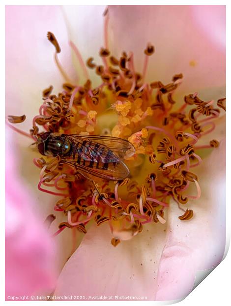 Syrphid Hoverfly pollenating a delicate pink rose Print by Julie Tattersfield