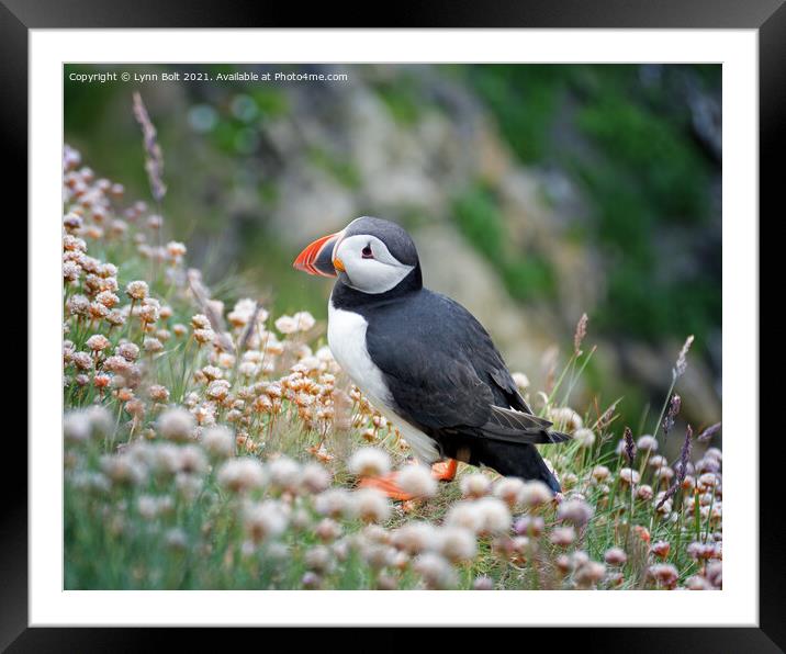 Puffin Framed Mounted Print by Lynn Bolt