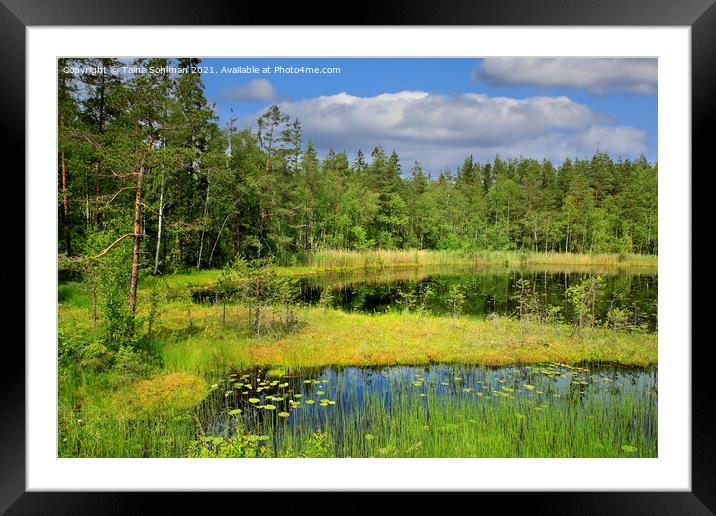 Beautiful Marshland Lake in Finland Framed Mounted Print by Taina Sohlman