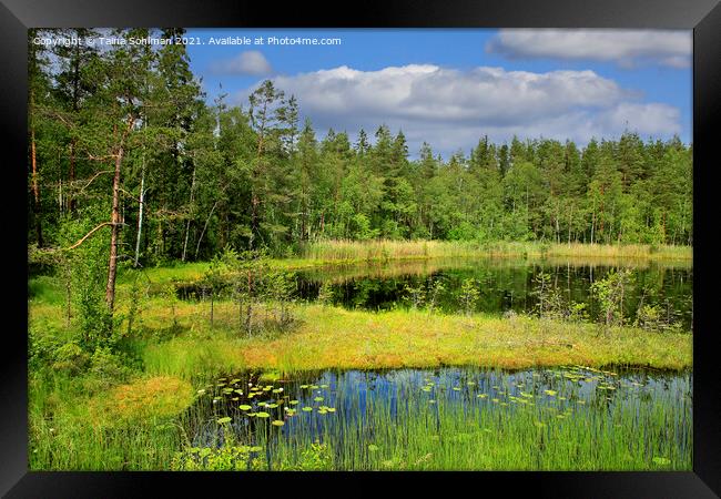 Beautiful Marshland Lake in Finland Framed Print by Taina Sohlman