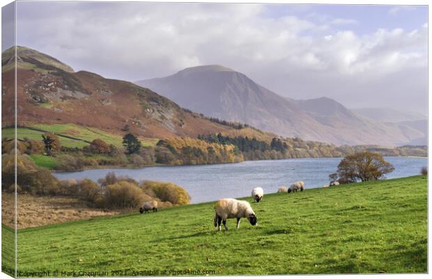 Loweswater and sheep, Cumbria Canvas Print by Photimageon UK