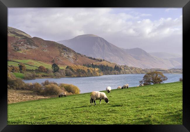 Loweswater and sheep, Cumbria Framed Print by Photimageon UK