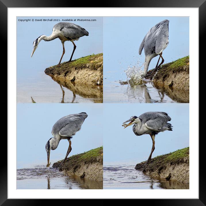 The Hunting Heron. Framed Mounted Print by David Birchall