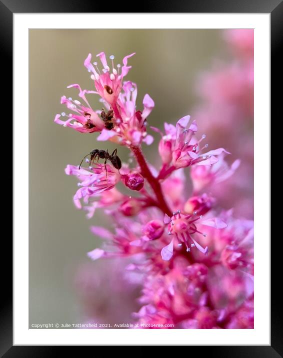 Beautiful pink Astible plant Framed Mounted Print by Julie Tattersfield