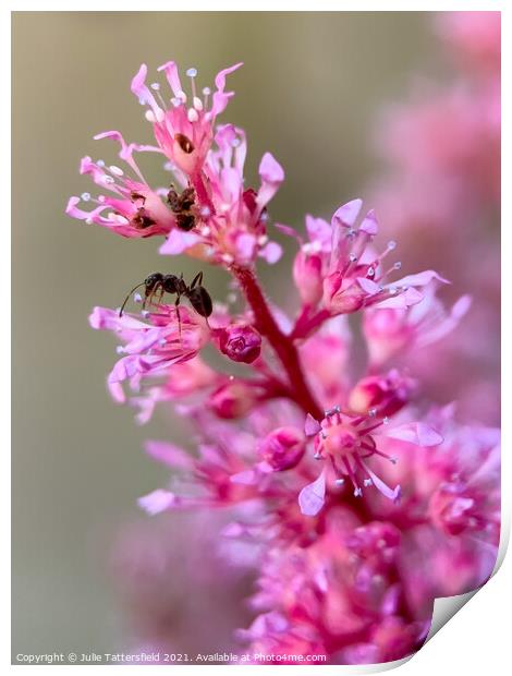 Beautiful pink Astible plant Print by Julie Tattersfield