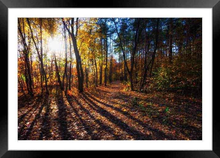 Autumn Forest Park At Sunset in Warsaw Framed Mounted Print by Artur Bogacki