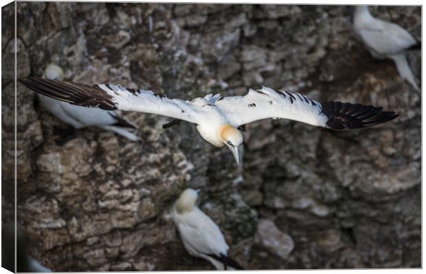 Northern gannet glides passed a colony Canvas Print by Jason Wells
