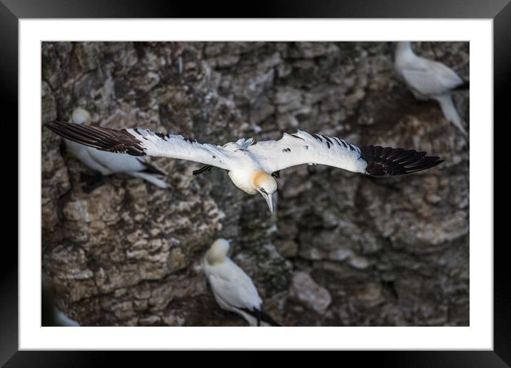 Northern gannet glides passed a colony Framed Mounted Print by Jason Wells