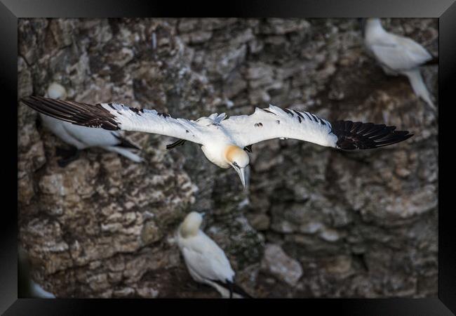 Northern gannet glides passed a colony Framed Print by Jason Wells