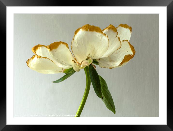 A beautiful Peony flower as it dies and fades Framed Mounted Print by Joy Walker